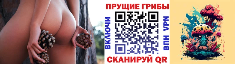 OMG tor  Избербаш  Галлюциногенные грибы прущие грибы 